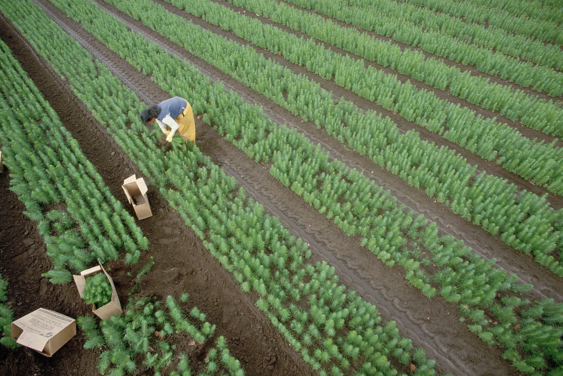 people in field