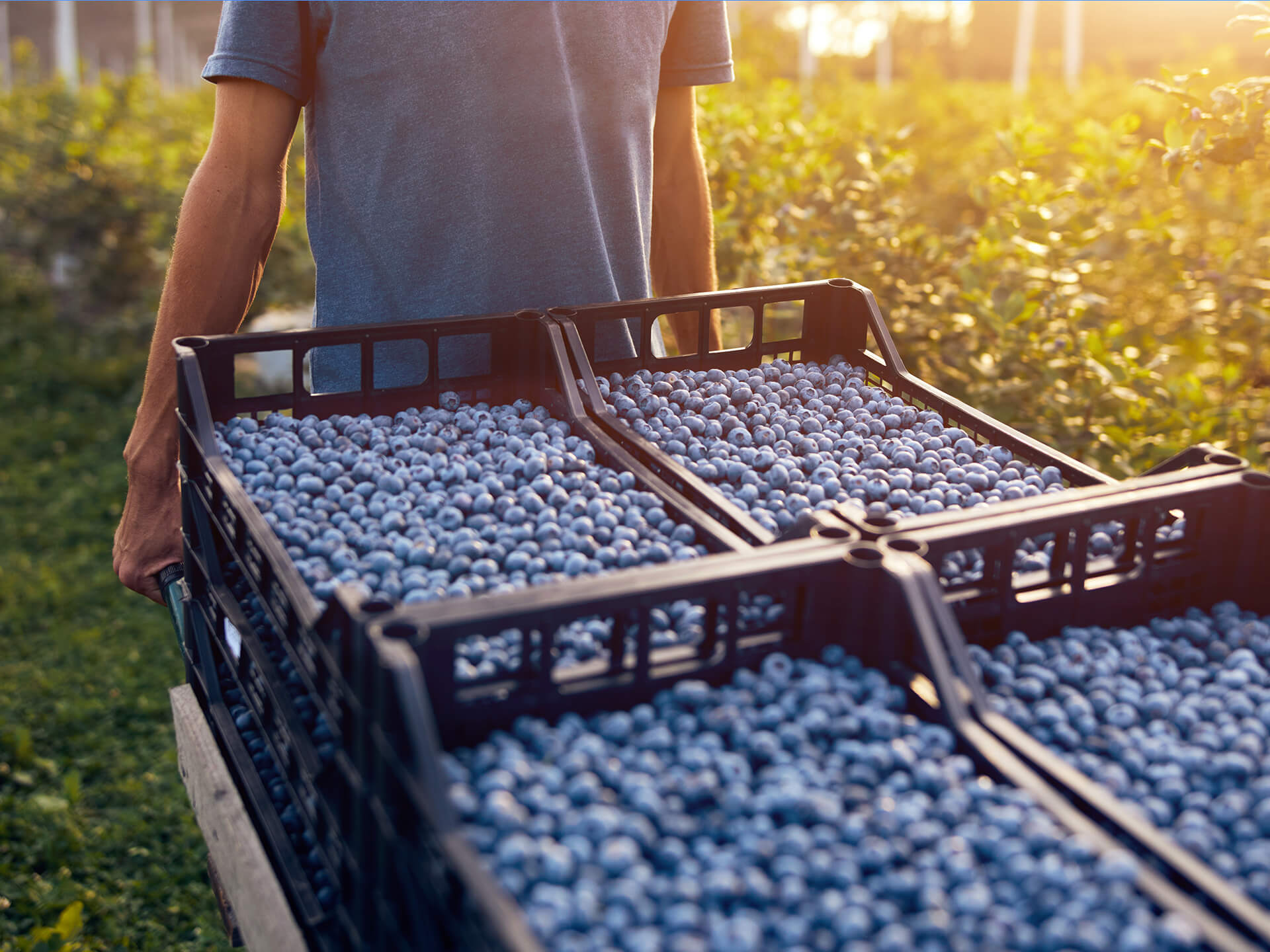 A person pushes a cart loaded with large black crates filled with freshly harvested blueberries through a sunlit field.