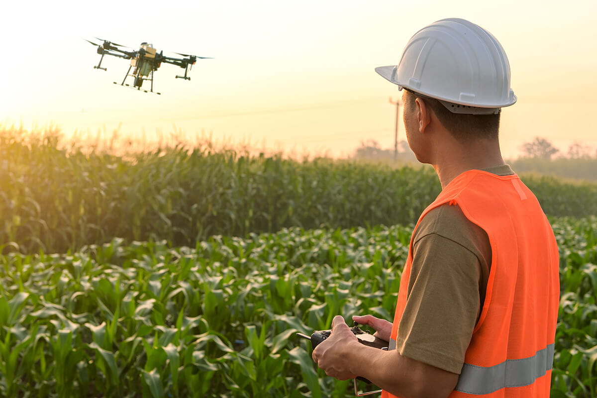 An agricultural worker wearing an orange safety vest and a white hard hat operates a drone over cornfields during twilight. The drone, used for farming applications such as monitoring crops or spraying, hovers in the air.