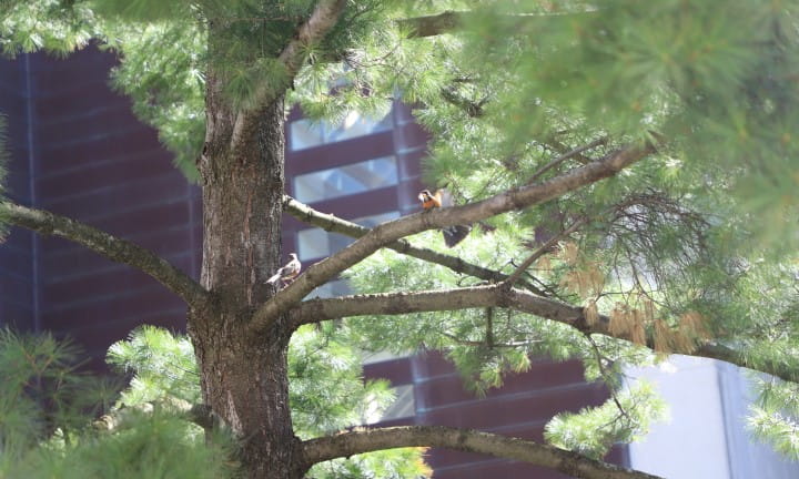 2024 Library of Michigan About Carl the Tree 4