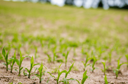 Fields