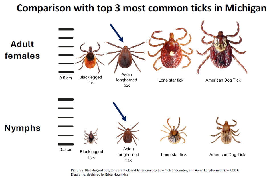 Comparison of Asian Longhorned Tick with other ticks. It is red and brown with 8 legs and smaller than the lone star tick and american dog tick. The adult is about the same size as a blacklegged tick (under .5 cm) and the nymphs are slightly larger than blacklegged tick nymphs.