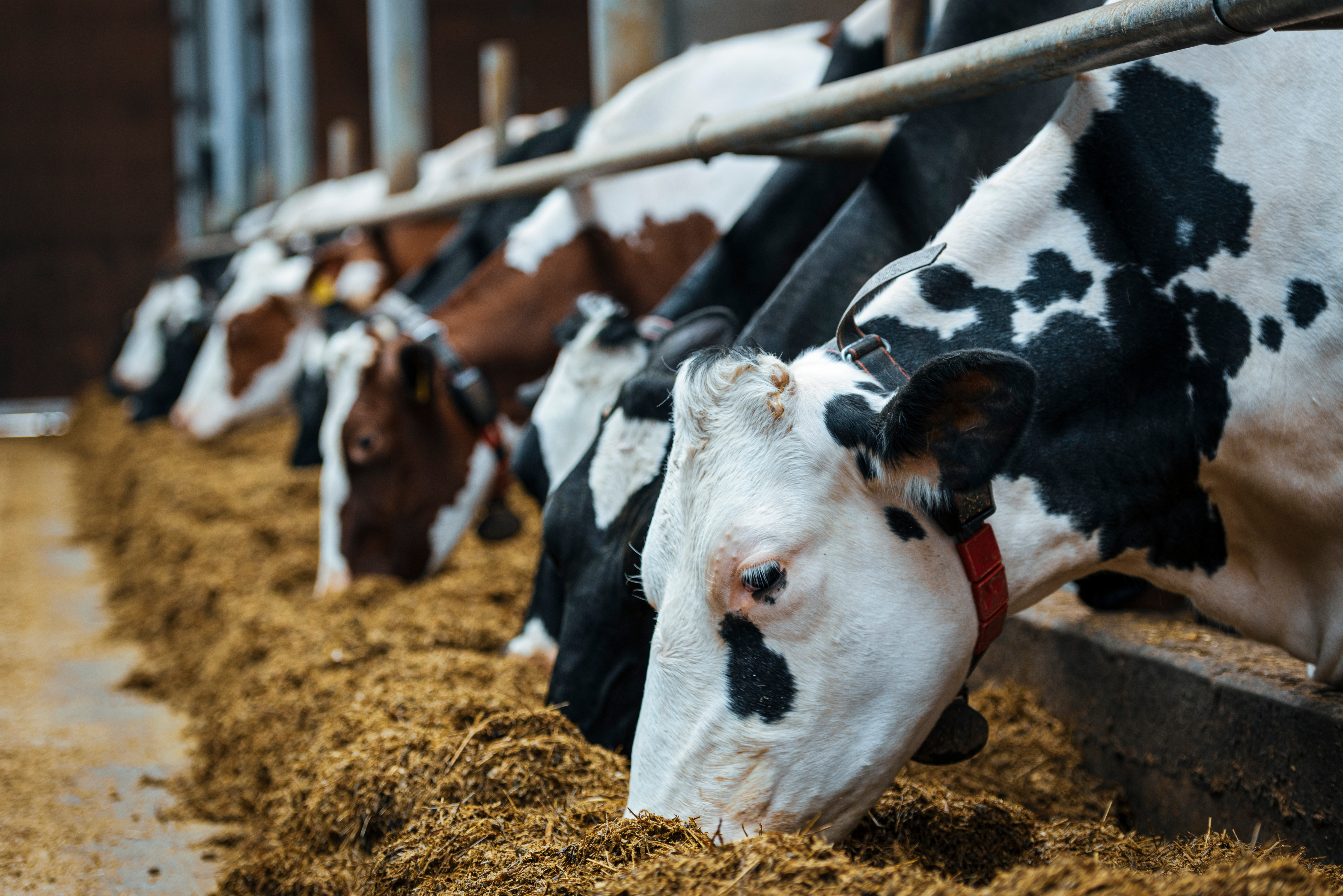 Cows eating feed