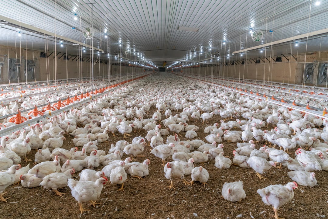 Hundreds of chickens in a barn gathering around feeders