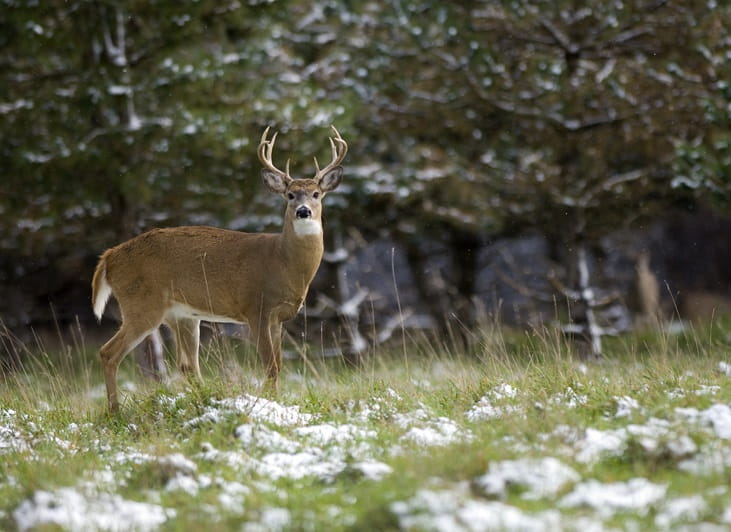 A deer grazing in the woods, early spring.