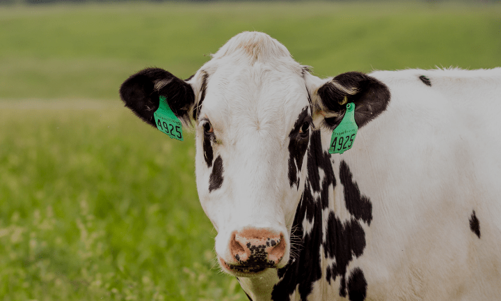 Cow with RFID tags