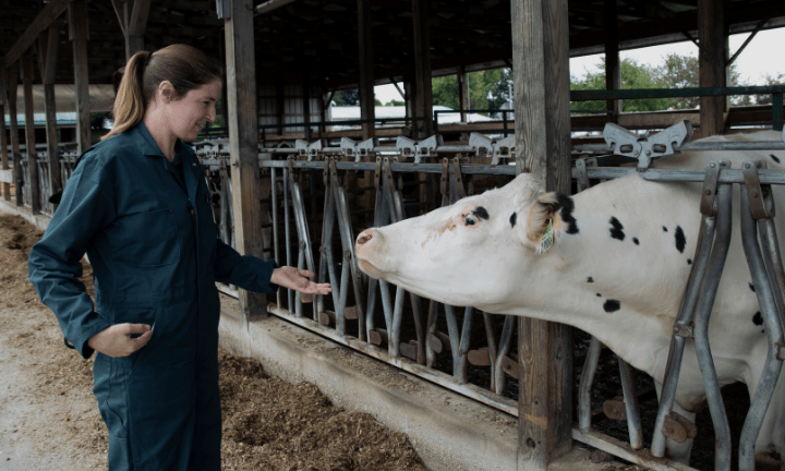 Veterinarian