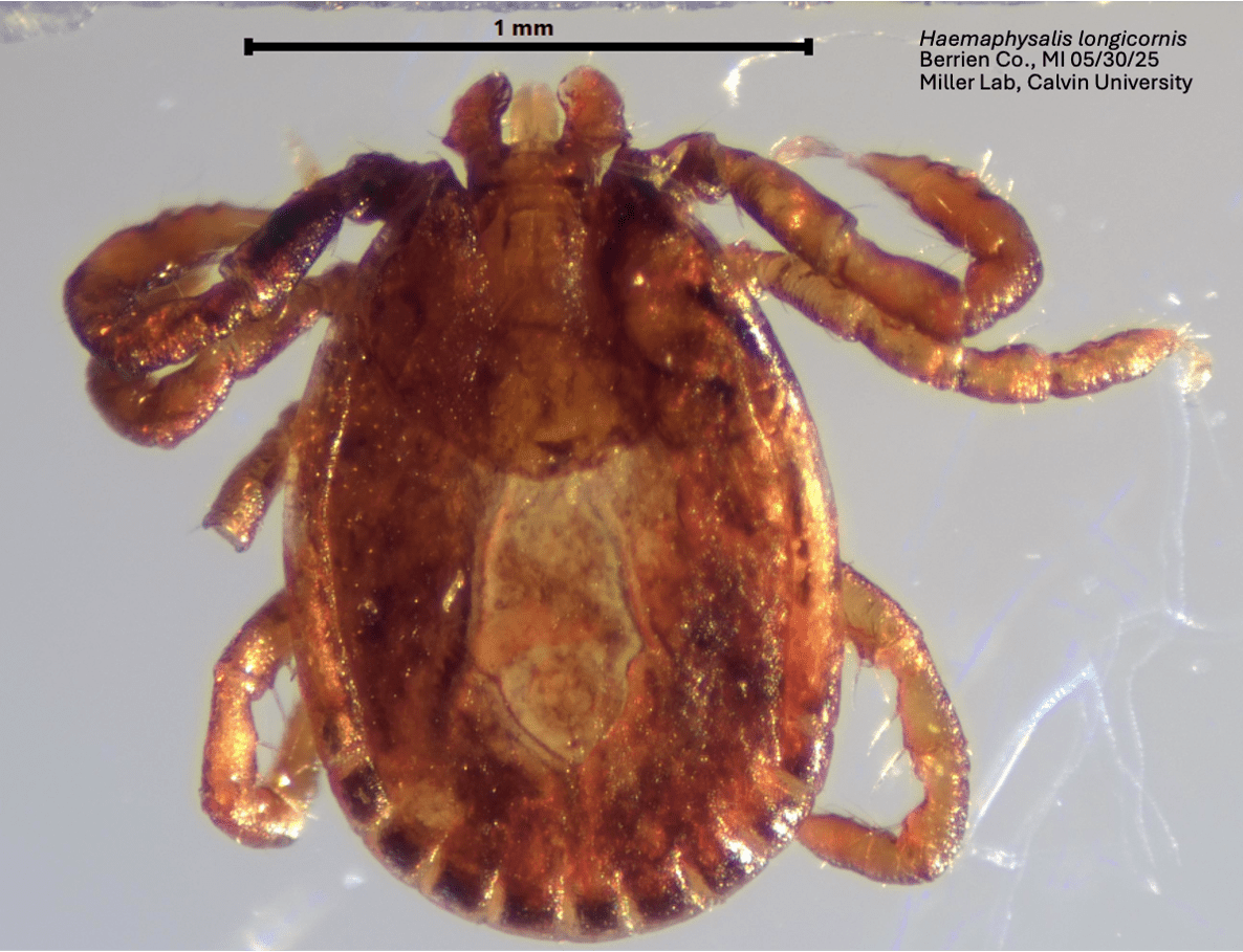 Zoomed in picture of an Asian Longhorn Tick
