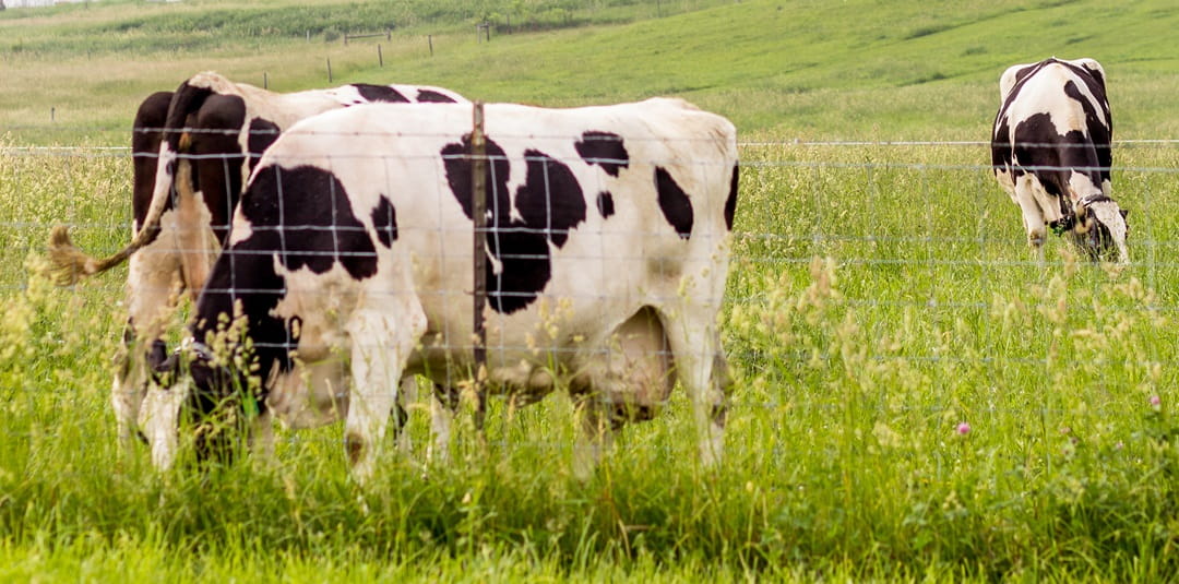 Dairy cows feeding in a meadow