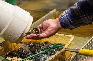 Aquaculture 