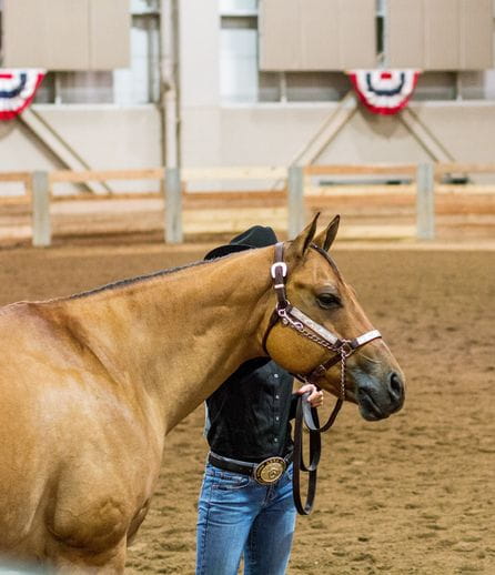 Horse Show 