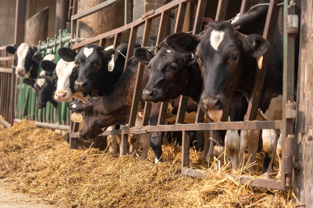 Dairy cows in a paddock