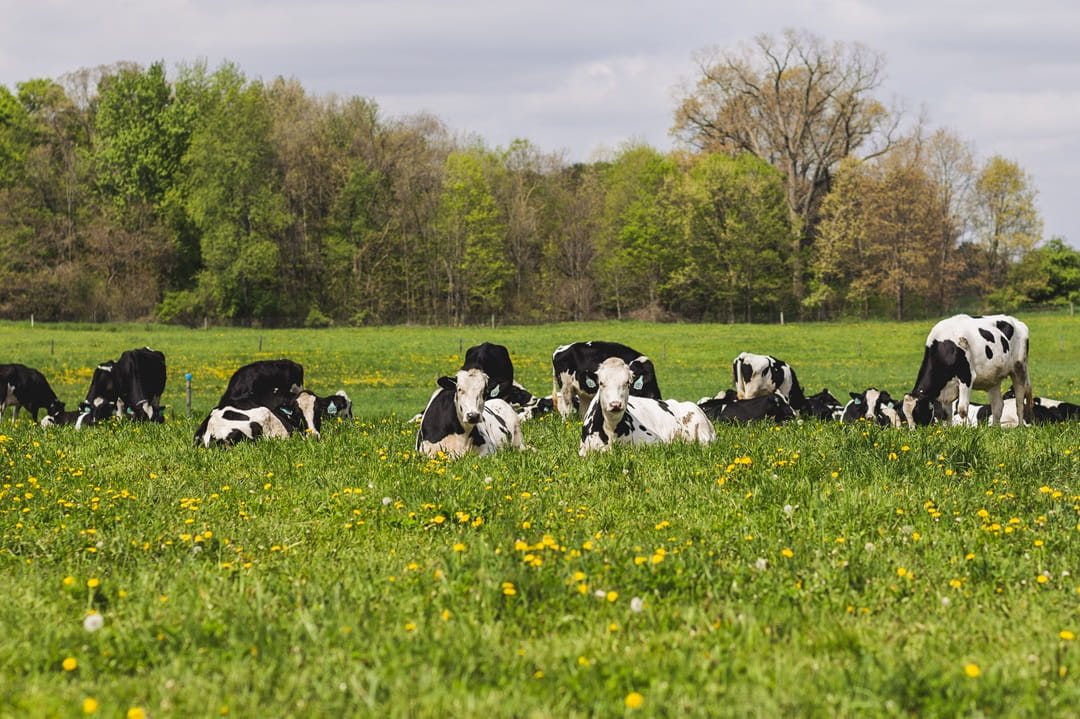 Heifers on pasture