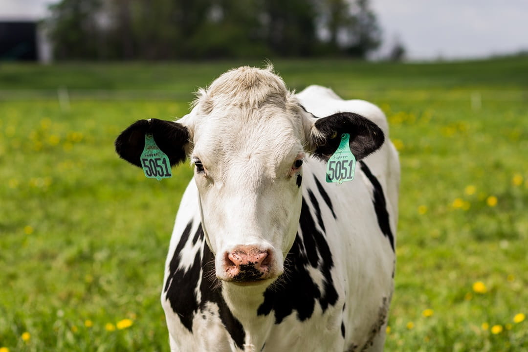 Heifers on pasture