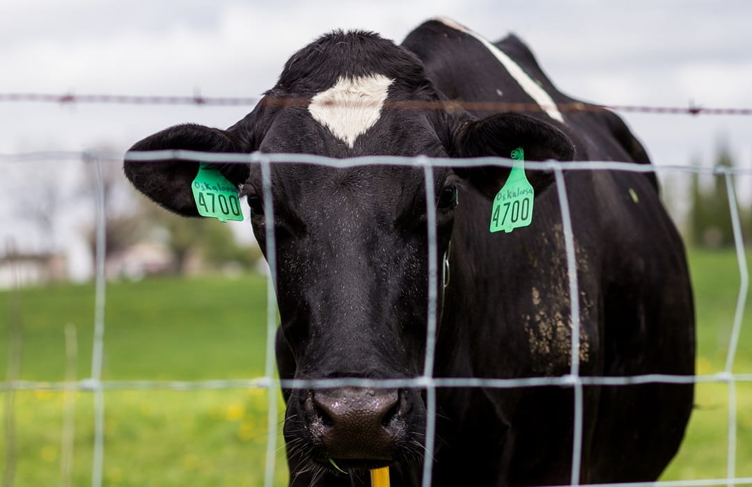 Heifers on pasture