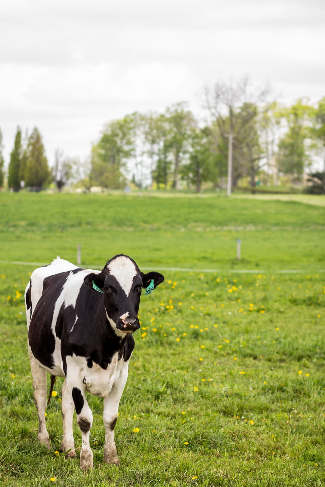 Heifers on pasture