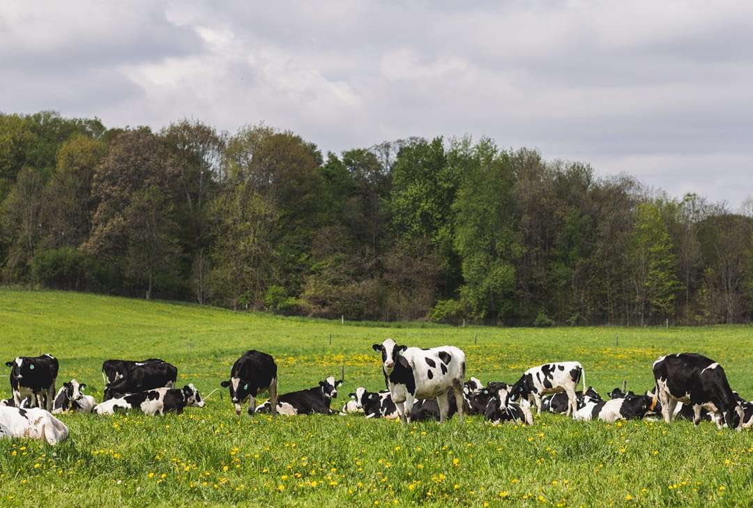 Heifers on pasture