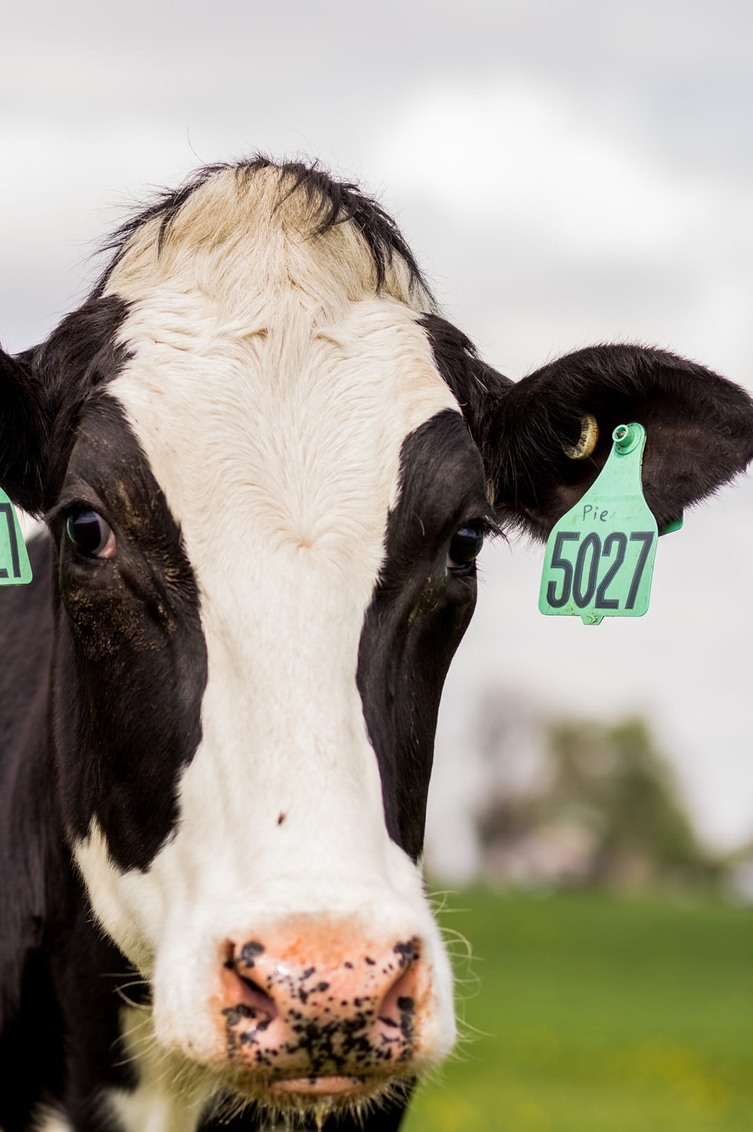 Heifers on pasture
