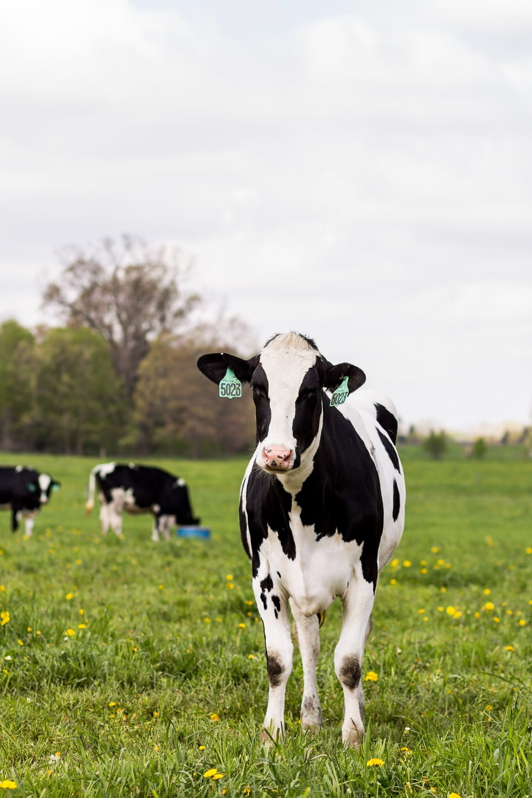 Heifers on pasture
