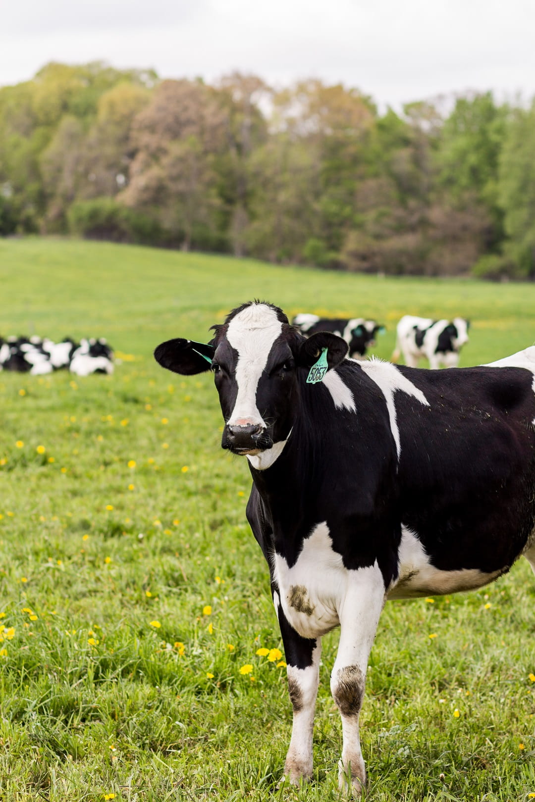 Heifers on pasture