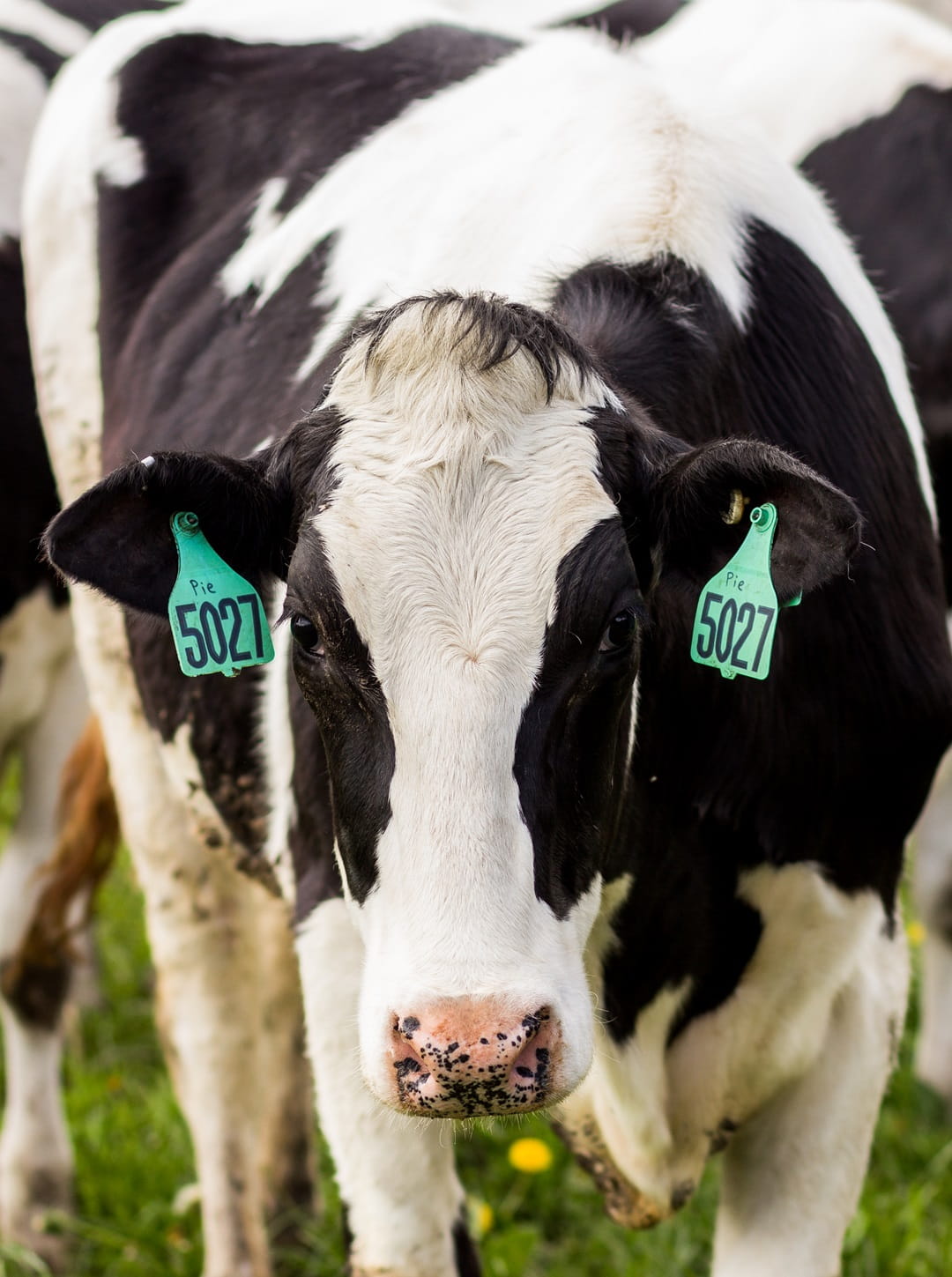 Heifers on pasture