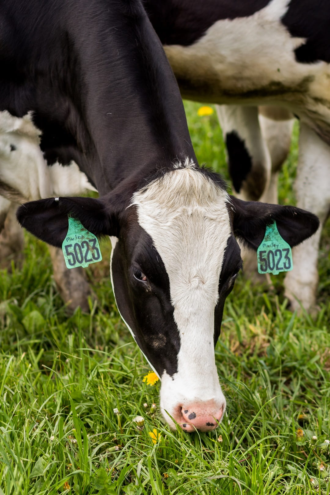 Heifers on pasture