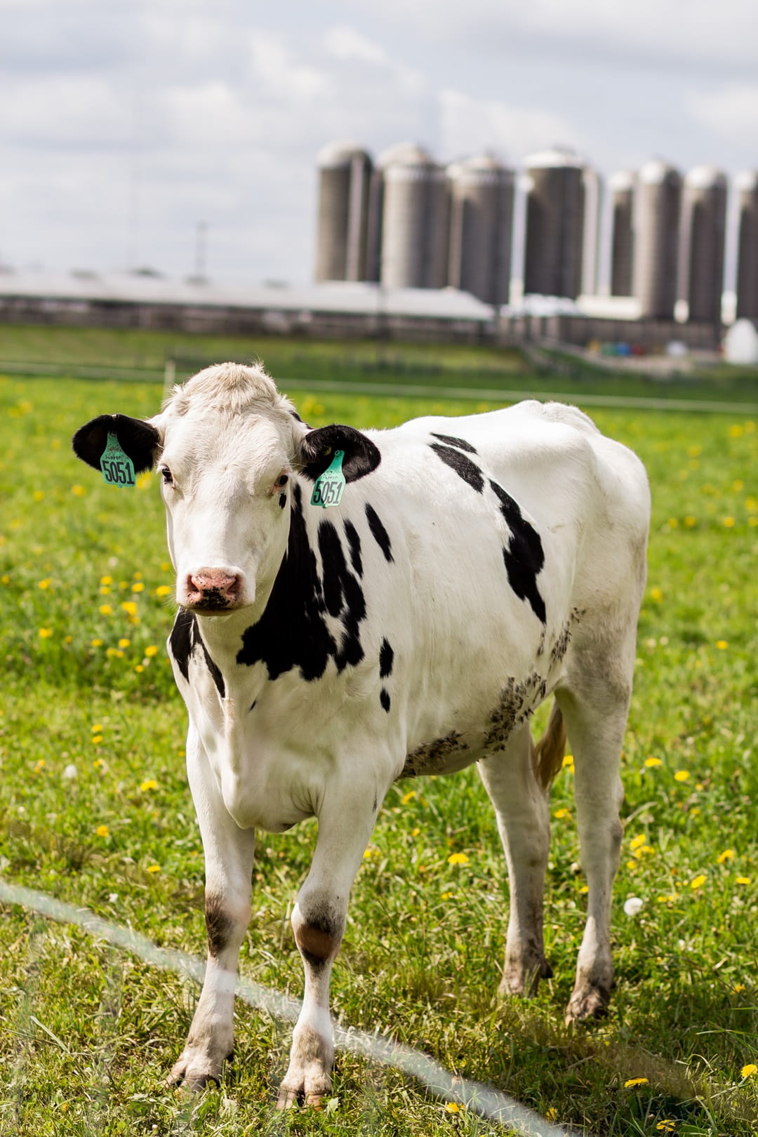 Heifers on pasture