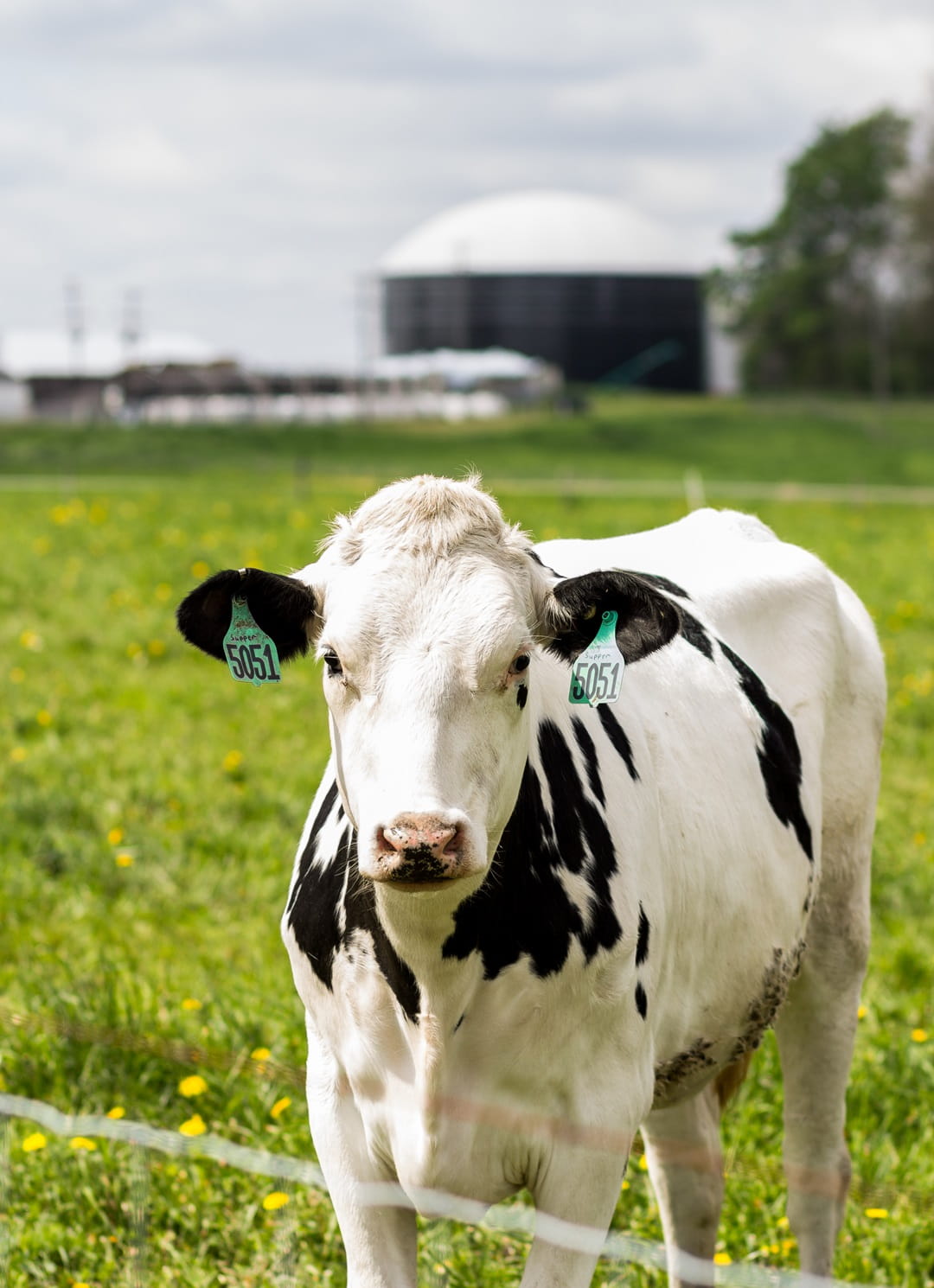 Heifers on pasture