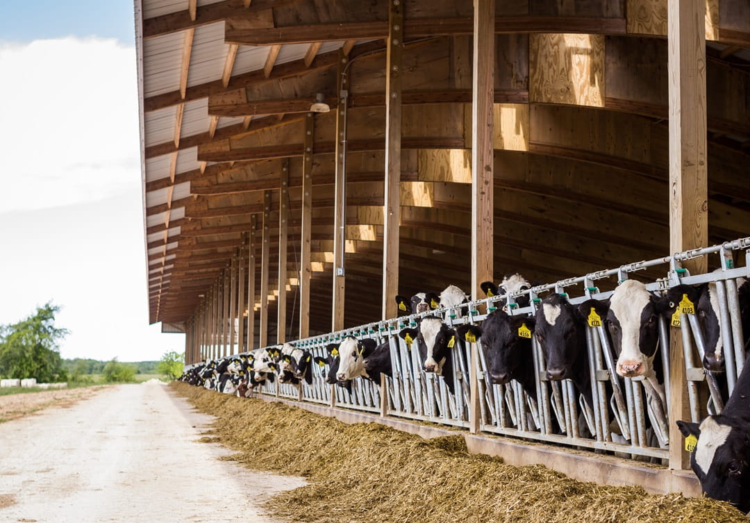 Heifers Feeding