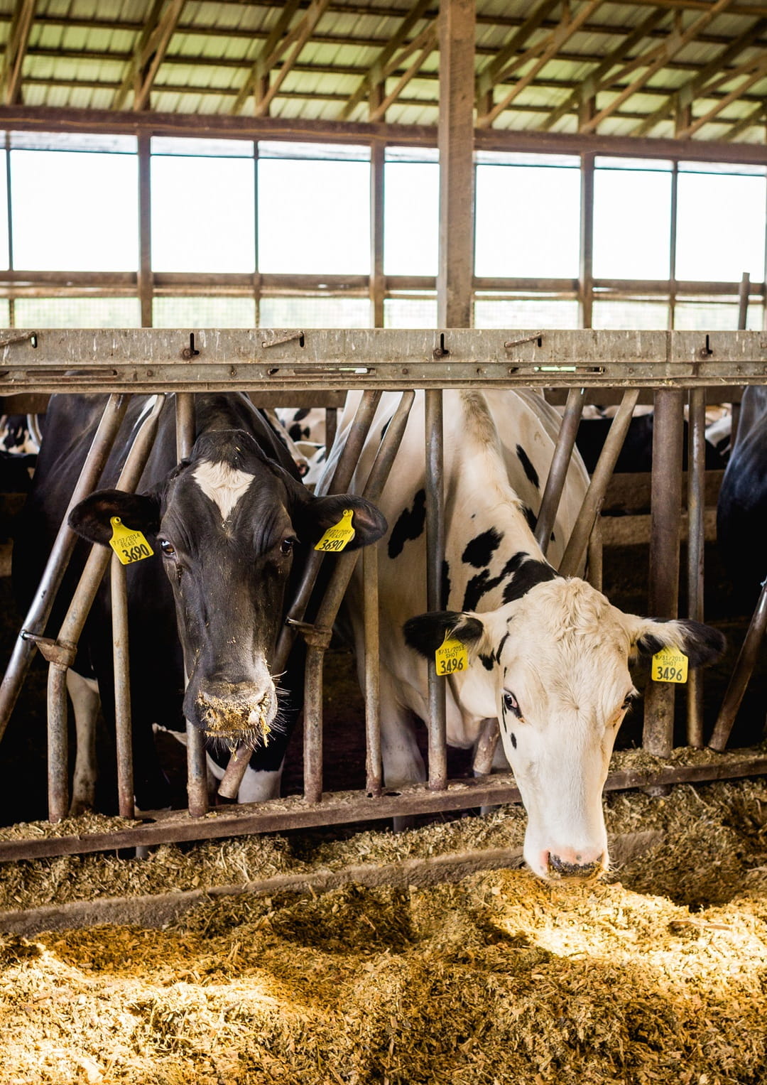 Heifers Feeding