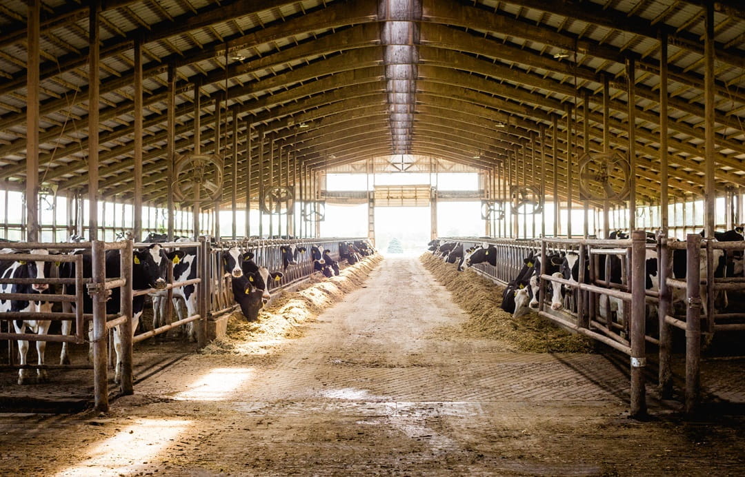 Heifers Feeding