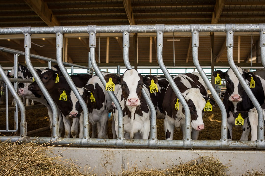Heifers Feeding
