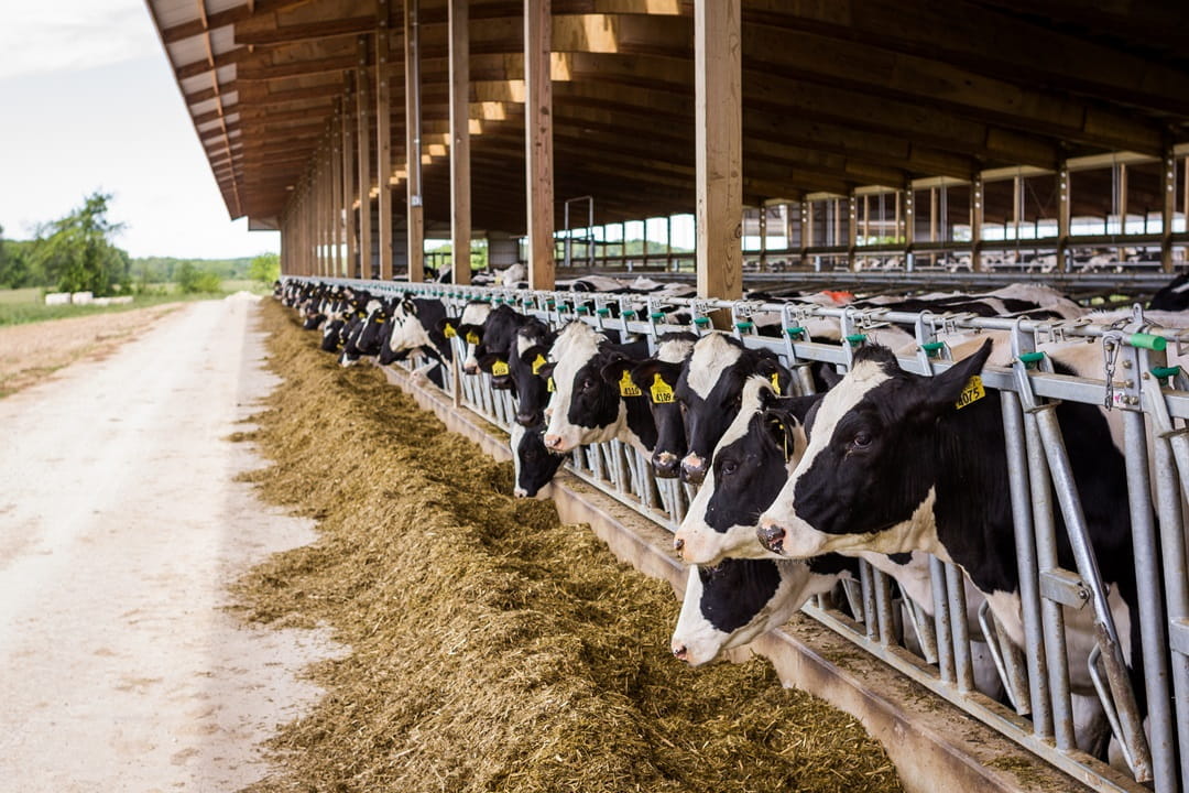 Heifers Feeding