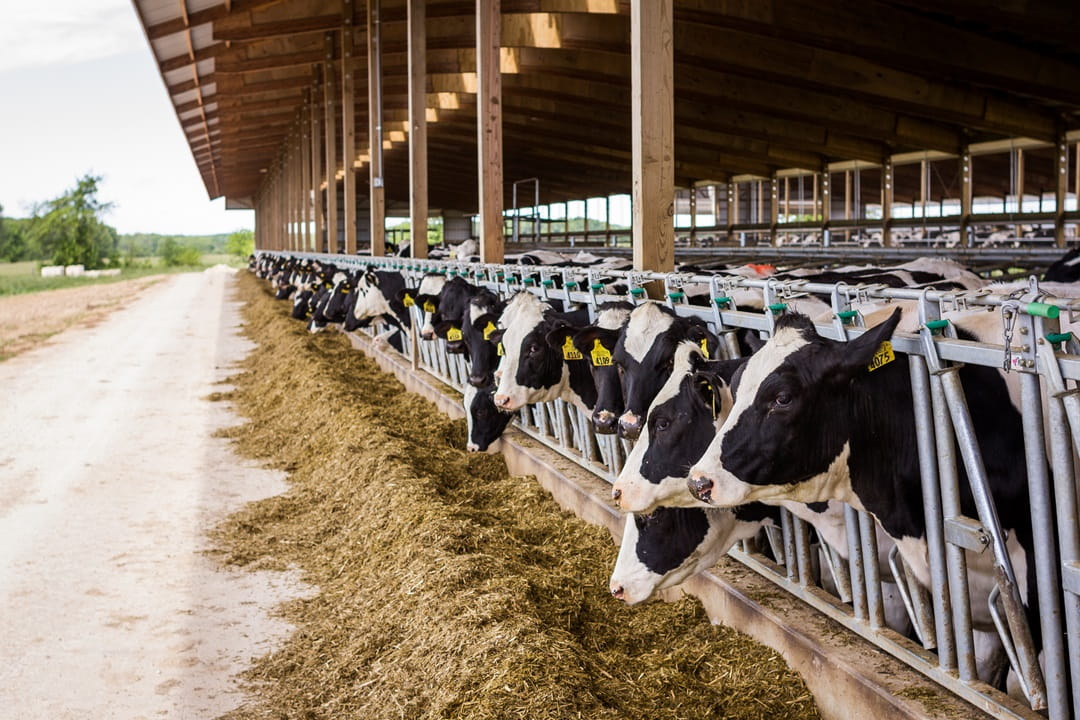 Heifers Feeding