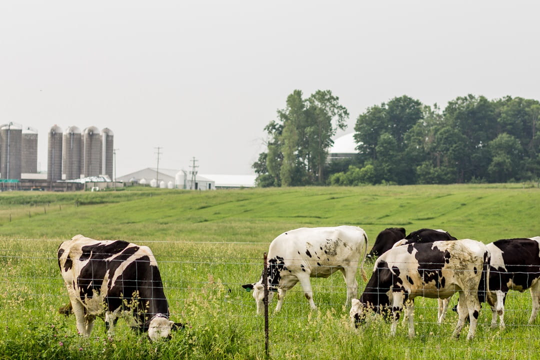 Several cows feeding on pasture