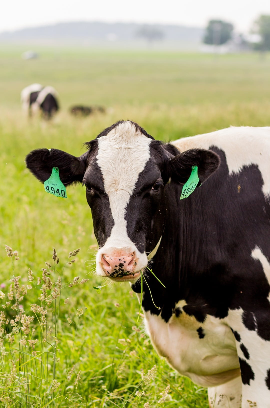 Tagged cow in a pasture