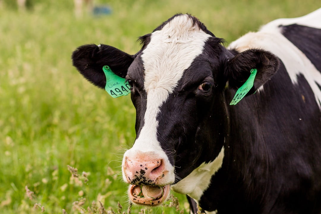 Tagged cow feeding in a pasture