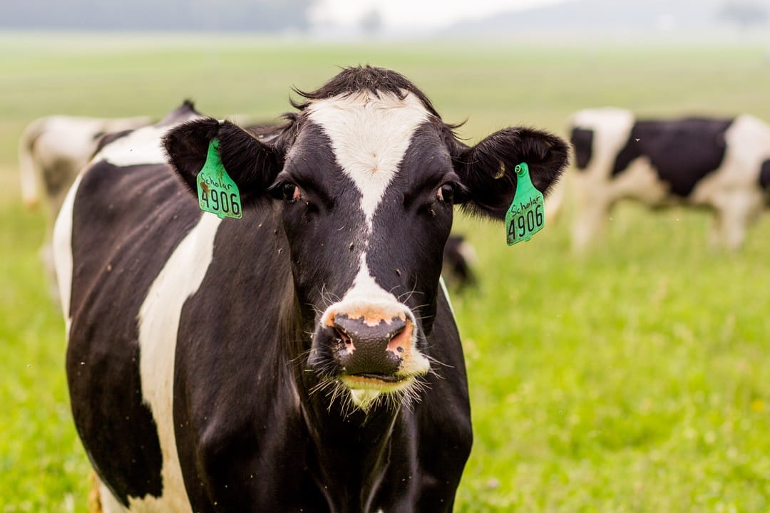Tagged cow feeding in a pasture