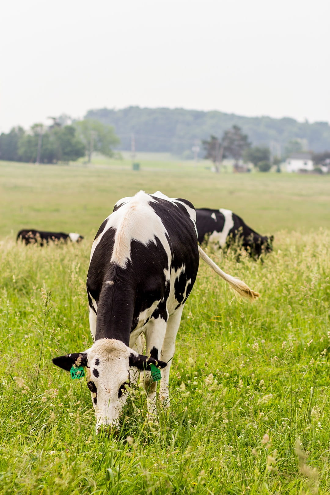 Several cows feeding in an open field