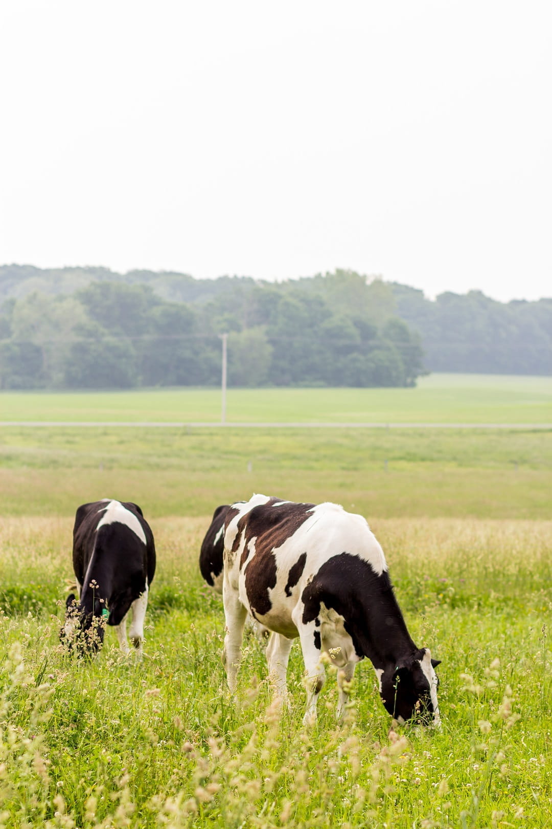 Several cows feeding in an open field