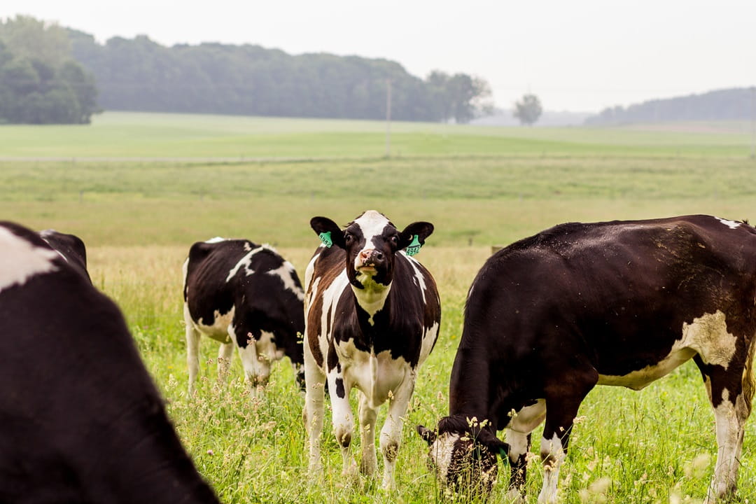 Several cows feeding in an open field