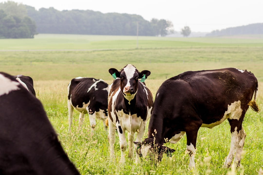 Several cows feeding in an open field
