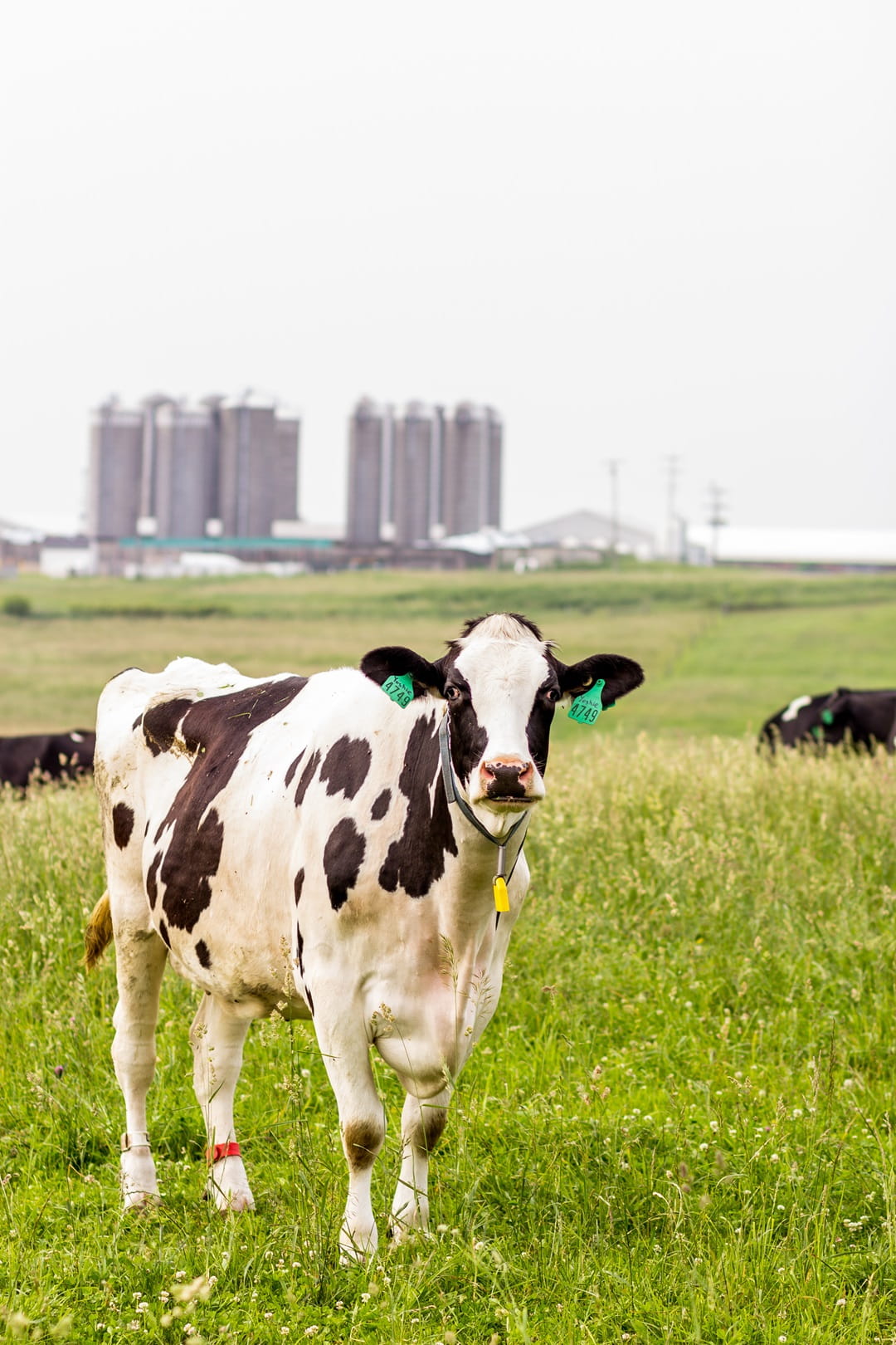 Several cows feeding in an open field