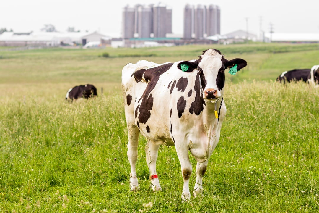 Cows feeding in a pasture