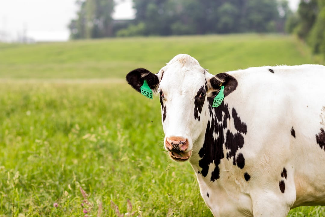 Cow with ear tag feeding in a pasture