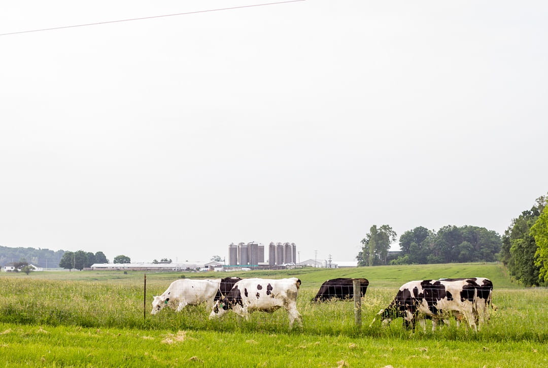 Farm cows feeding in a pasture
