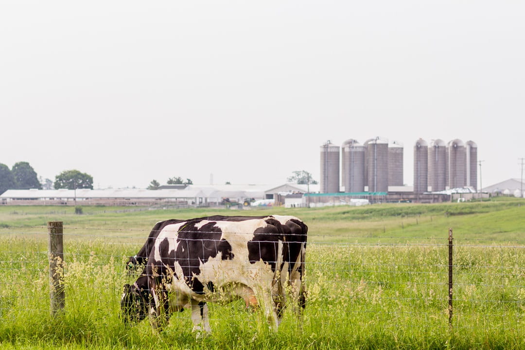Farm cow feeding in a pasture behind a fence
