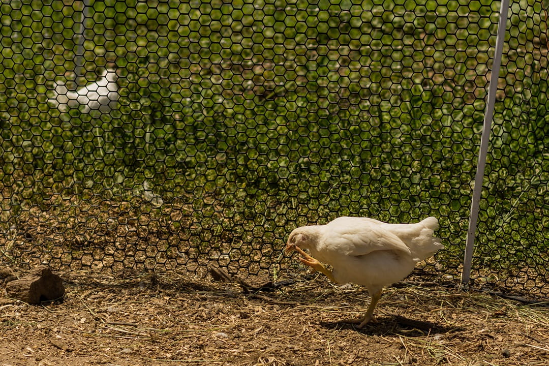 Chickens free feeding in a field