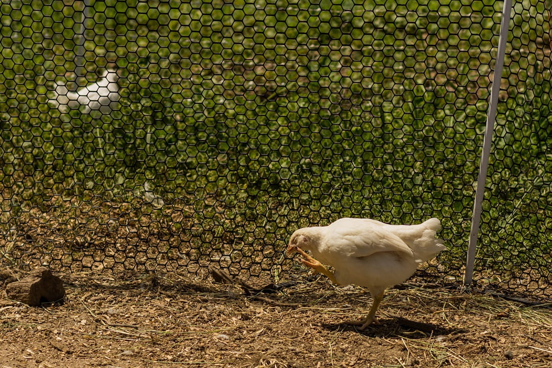 MDARD - Michigan Poultry Photos