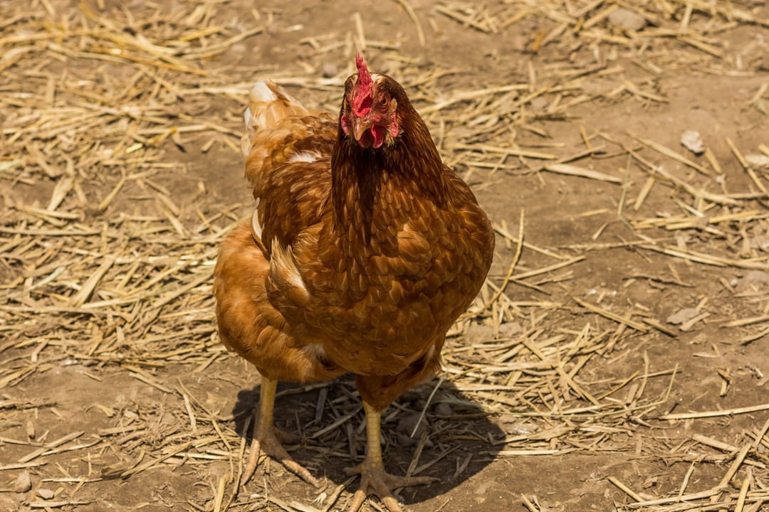 Chickens free feeding in a field